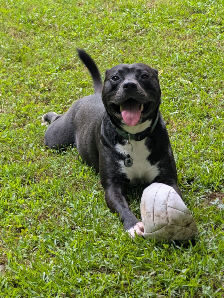 Remy, a tuxedo pit bull, is lying on very green grass with a deflated volleyball between his front paws. His tail i wagging, his ears are back, and his tongue is hanging out. He has a big pittie smile on his face.