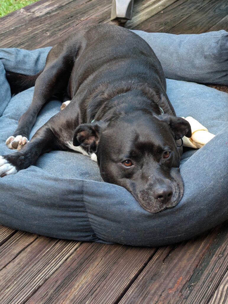 Remy, a black and white pitbull, is lying in a blue dog bed with his rawhide chewbone at his side.