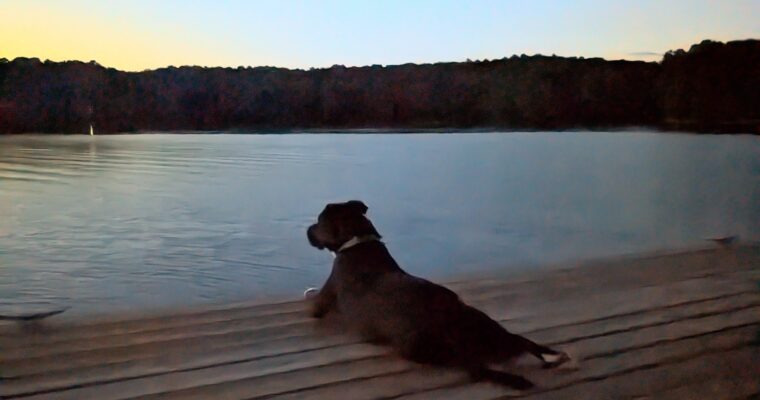 Introducing (late): Remy