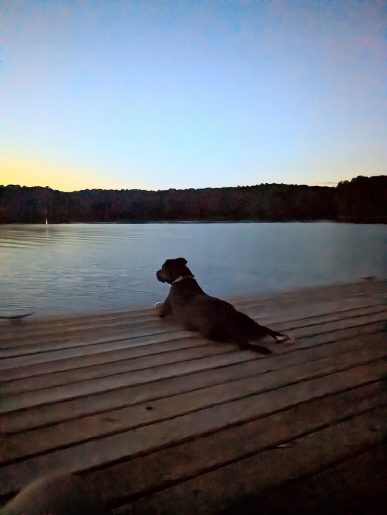 A black and white pitbull is lying on the edge of a dock on the lake, watching the sunset.