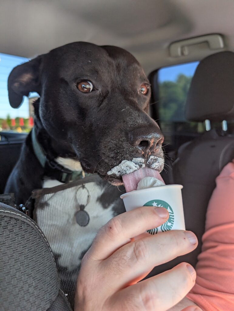 A gallery of the Remy-dog.