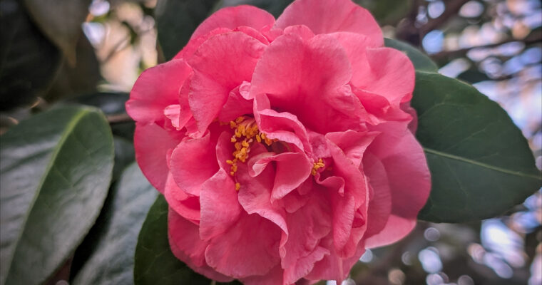 Friday Roundup: Renee Nicole Good